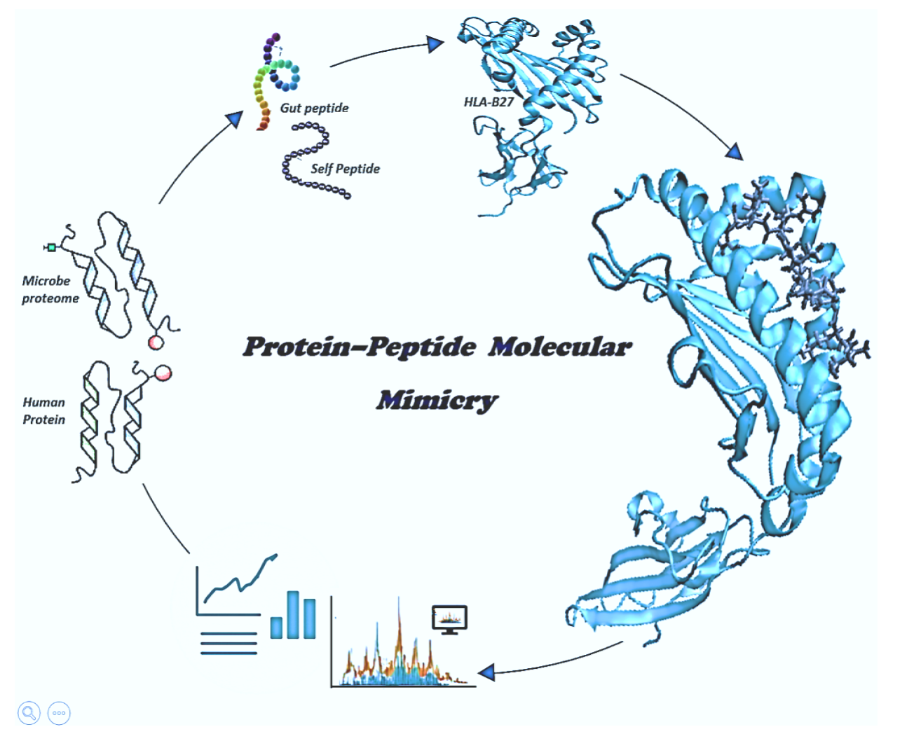 A Jupyter Book presenting an exploratory and educational computational workflow to study protein–peptide molecular mimicry in the HLA-B27 protein, which is associated with autoimmune diseases such as ankylosing spondylitis. The book covers peptide screening, docking, molecular dynamics simulations, trajectory correction, and post-MD analysis, with an emphasis on methodological understanding and hands-on learning.